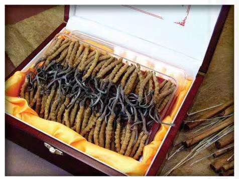 额尔古纳冬虫夏草回收